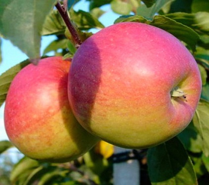 Саженцы яблони Яблоня ПАМЯТЬ СЮБАРОВОЙ фото