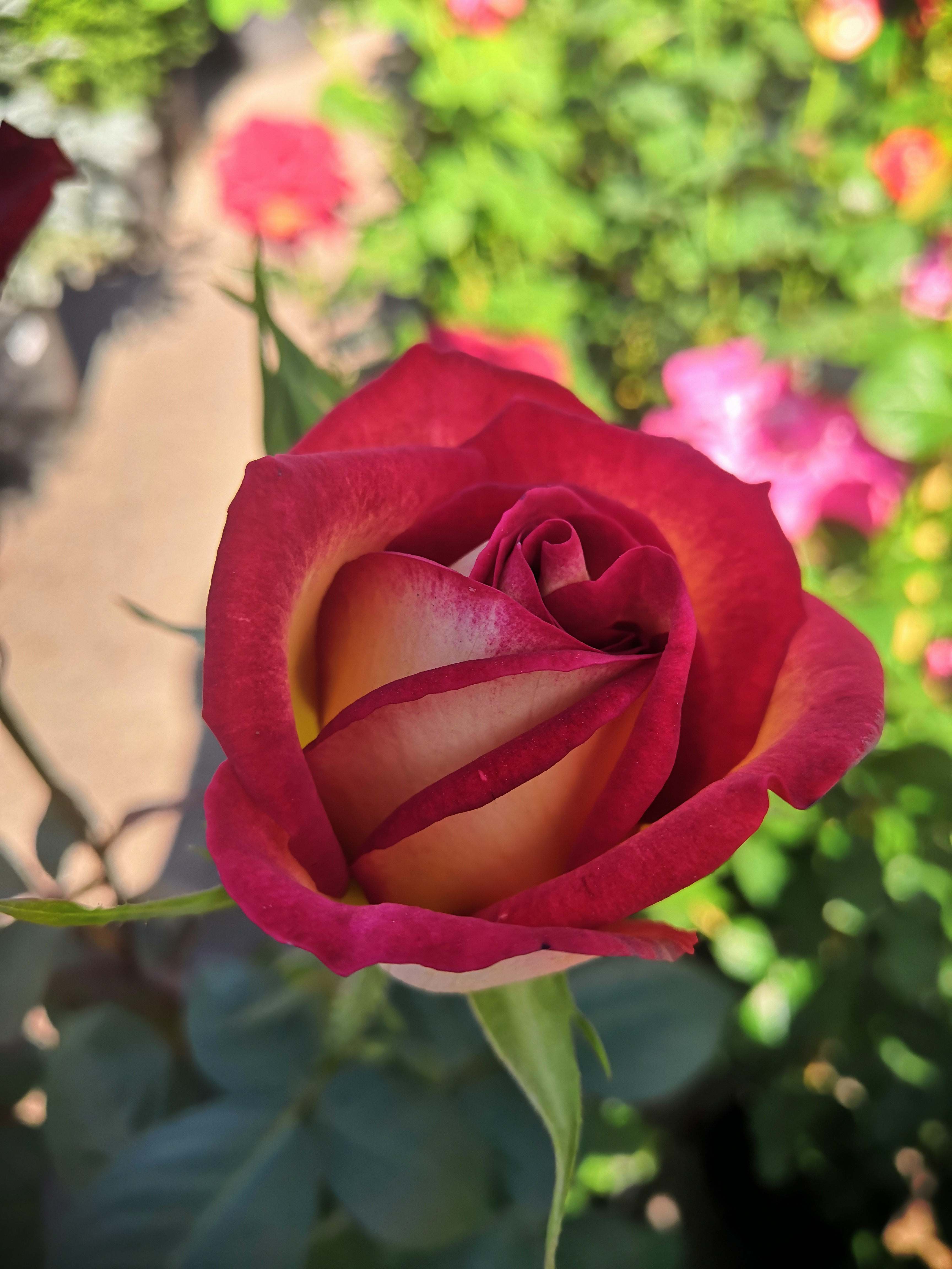 Роза в ассортименте  фото