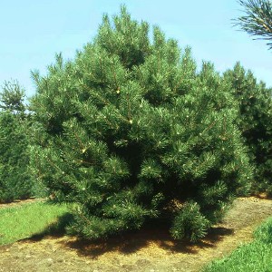 Сосна австрийская черная (Pinus nigra austriaca) фото