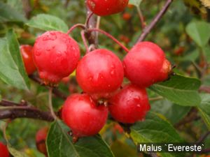 Яблоня Эверест (Malus Evereste) фото