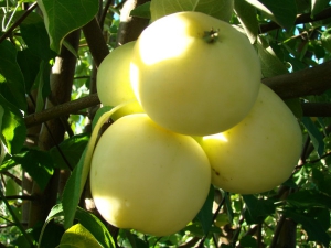 Саженцы яблони Яблоня БЕЛЫЙ НАЛИВ фото