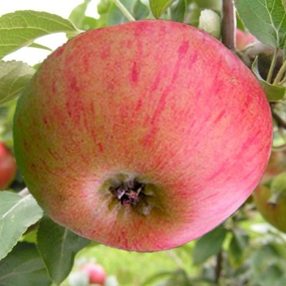 Саженцы яблони Яблоня МЕДУНИЦА фото