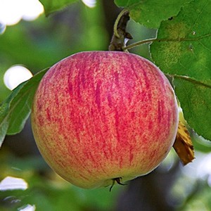 Саженцы яблони Яблоня ОРЛОВСКОЕ ПОЛОСАТОЕ фото