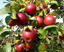 Саженцы яблони Яблоня Поспех фото