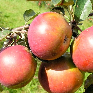 Саженцы яблони Яблоня ВЕСЯЛИНА фото