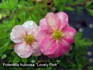 Лапчатка кустарниковая Лавли Пинк (Lovely Pink) фото
