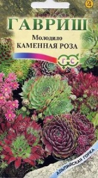 Молодило Каменная роза 0,01 гр фото