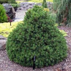Ель обыкновенная Томпа (Picea abies Tompa)  фото