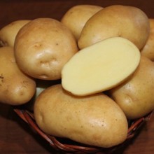 Картофель семенной Гулливер  3 кг фото