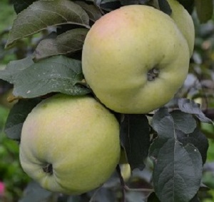 Саженцы яблони Яблоня КУЙБЫШЕВСКОЕ фото