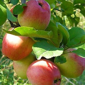 Саженцы яблони ЯБЛОНЯ СОЛНЫШКО   фото