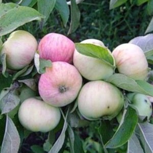 Саженцы яблони Яблоня ГРУШОВКА МОСКОВСКАЯ фото