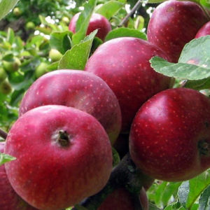 Саженцы яблони Яблоня Коваленковское фото