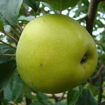 Саженцы яблони Яблоня КОШТЕЛЯ фото