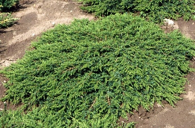 Можжевельник обыкновенный Грин Карпет (Green Carpet) фото