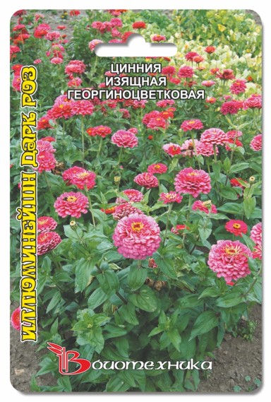Цинния георгиноцветковая Иллюминейшн Дарк Роз фото