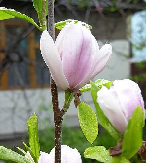 Магнолия суланжа Александрина (Magnolia soulangeana Alexandrina) фото