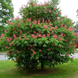 Каштан Бриоти (Aesculus carnea Briotii) фото