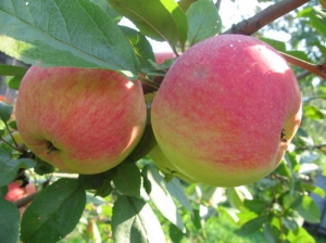 Саженцы яблони Яблоня МЕЛЬБА фото