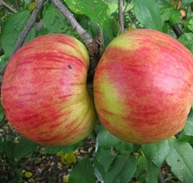 Саженцы яблони Яблоня КОРИЧНОЕ НОВОЕ фото