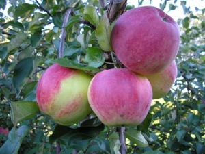 Саженцы яблони Яблоня УЭЛСИ фото