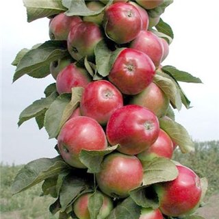 Яблоня колонновидная ВАЛЮТА фото