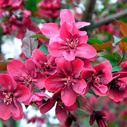 Яблоня Роял Бьюти (Malus Royal Beauty) фото