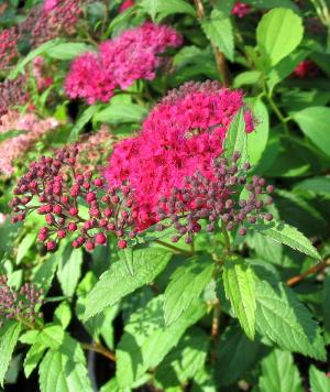 Спирея японская Дартс Ред (Spiraea japonica Dart's Red)  фото