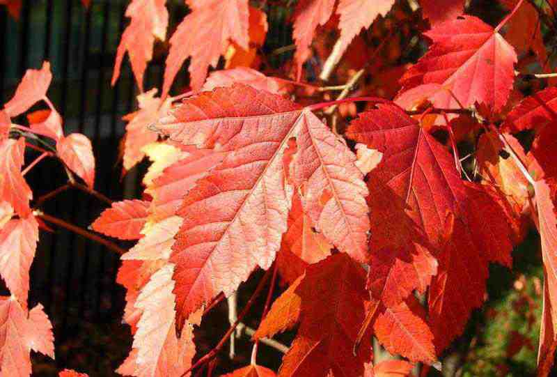 Клен Гиннала (Acer ginnala) фото