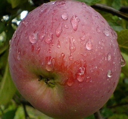 Саженцы яблони Яблоня ДАРУНОК фото
