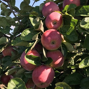 Саженцы яблони Яблоня Монтуан фото