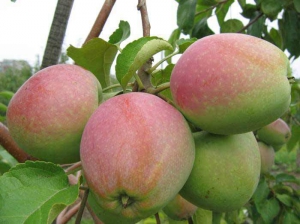 Саженцы яблони Яблоня СИНАП ОРЛОВСКИЙ фото