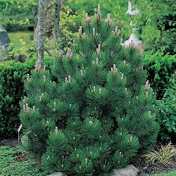 Сосна белокорая (Pinus leucodermis) фото
