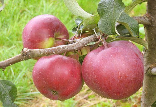 Саженцы яблони Яблоня Антей фото