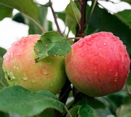 Саженцы яблони Яблоня МАНТЕТ фото