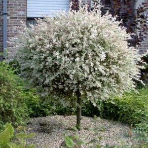 Ива цельнолистная Хакуро-Нишики (Hakuro-Nishiki) на штамбе  фото