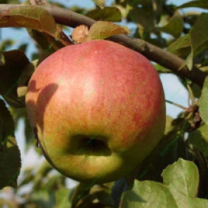 Саженцы яблони Яблоня ЖИГУЛЕВСКОЕ фото